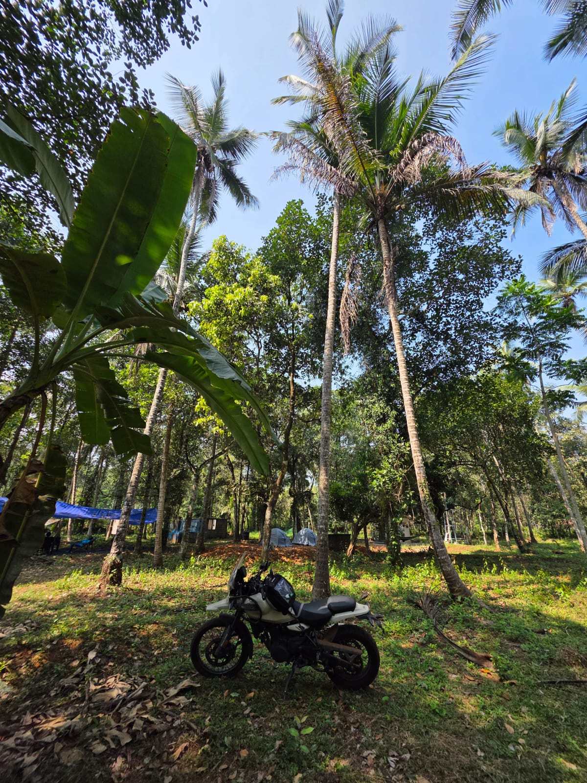 Yoga Deck in the Forest